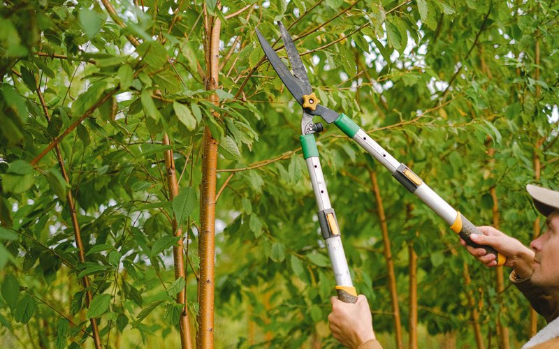Tree trimming in Churubusco, NY